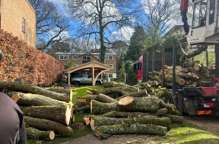 Crane-assisted removal of a large tree in a tight garden